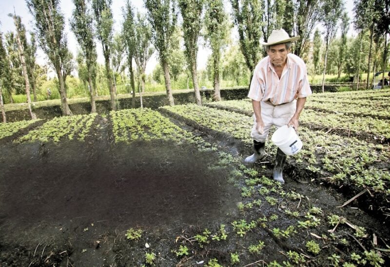 Modern example of Aztec floating gardens in Mexico City