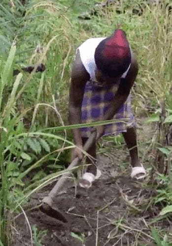 Maroon farmer plants rice seeds.