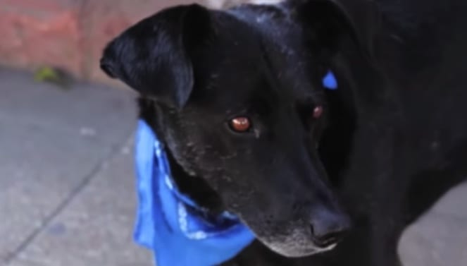 Chilean riot dog El Negro Matapacos.