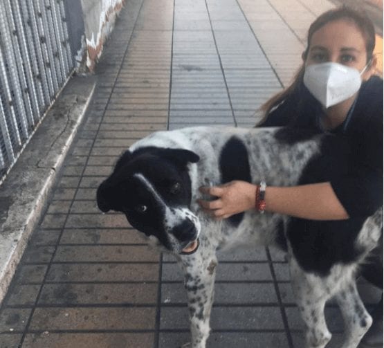 El Vaquita dog in Antofagasta.