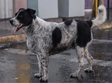 El Vaquita riot dog in Antofagasta, Chile. 