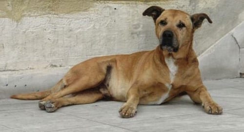 Kanellos, the Greek riot dog of Athens.