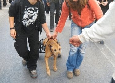 Greece riot dog Kanellos in a dog wheelchair.
