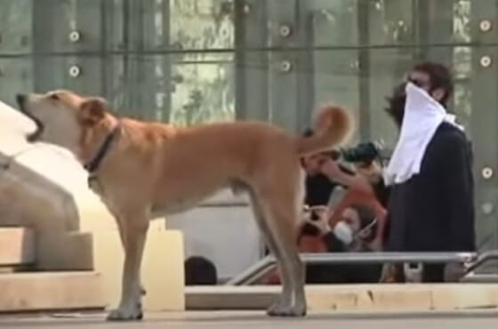 Greek riot dog Loukanikos barking at police.
