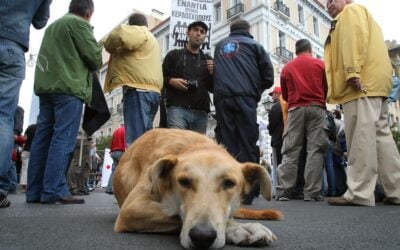 Riot Dogs: El Vaquita, Loukanikos & Others Who Joined Protesters Against Police