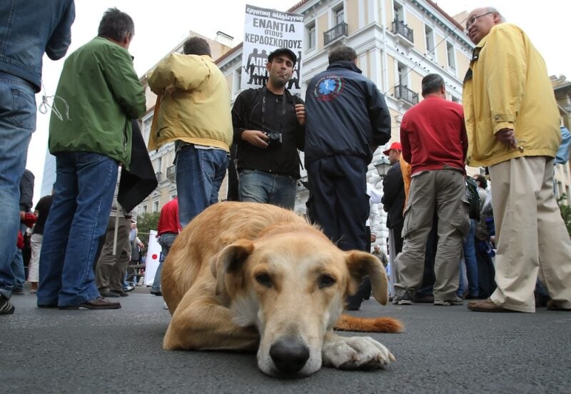 Greek riot dog Loukanikos in Athens