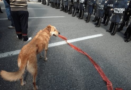 Loukanikos faces off with police during Athens protests.