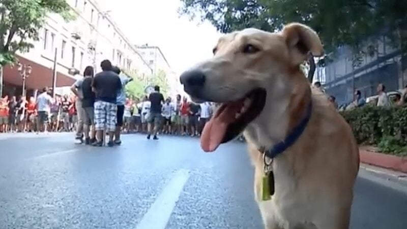 Greek riot dog Loukanikos