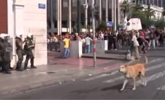 Loukanikos charges police with protesters behind him.
