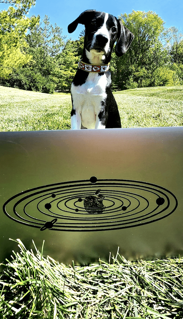 SEO-Services-Shari-Rose-Murdock SEO services by Shari Rose and Murdock the dog